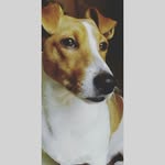 @argo_jack_russell - Instagram
