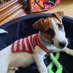 El mundo de Argo Jack Russell - @argojackrussell - Instagram