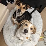 Jack 🐾🐾 & Argo 🐶 - @jack.and.argos.place - Instagram