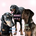 Jack,Ash and Berry’s Family - @kuroe.jack.ash.berry - Instagram