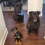 Jack, Maya and Augustus Almazan - @puppersalmazan - Instagram