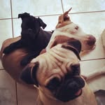 Somos 3 - @jack_aventureiro - Instagram