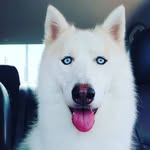 🐺JACK HUSKY🐺 - @jack.aventureiro - Instagram