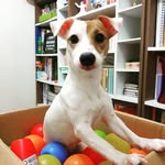 🐕 Badem - The Jack 🐕 - @bademjack - Instagram