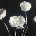 Barney Bankhead - @barneyjackbankhead - Instagram