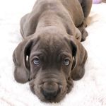 Jack Banner - @jacky_boy_thegreatdane - Instagram