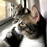 Pebbles, Jack, Barley, and Ryu - @fuzzforcequartet - Instagram