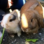 🐰Jack+Barratt+Patches🐾 - @jack_barratt_patches - Instagram