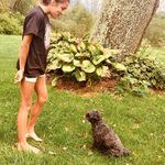 Jack - @jackbasile_shihpoo - Instagram