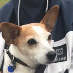 jack russel | bath - @tillyjazzpaws - Instagram