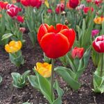 Jackie Prosser Bathgate - @scrabblequeen66 - Instagram