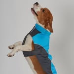 Бигль Джек🐶 - @_jack__beagle_ - Instagram