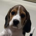 🐶 Litle Jack Beagle 🐶 - @jack_beagle11 - Instagram