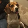 beagle_jack - @beagle_jack - TikTok