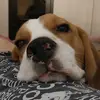 Beagle Jack - @beagle__jack - TikTok