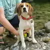 beagle_jack_france - @beagle_jack_france - TikTok