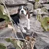 Candy and Jack - @jackbeagle504 - TikTok