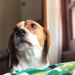 Jack 🐾 - @_jackbeagle - Instagram