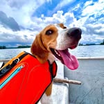 Jack | Beagle🐾 - @beagle_boy_jack - Instagram
