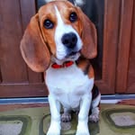 Jack - @_jack.beagle_ - Instagram