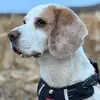 Jack beagle - @jack_beagle1 - TikTok