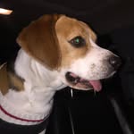 Jack beagle - @jack_beagle3 - Instagram