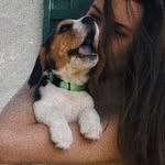 Jack Beagle - @jack_beagle_mydog - Instagram