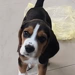 jack beagle - @jackineitor - Instagram