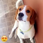 Jack Beagle - @the_jack_beagle - Instagram