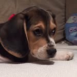 Jack_beagle - @jacky_beagle - Instagram