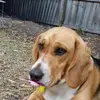 Jack Beagle - @jackbeagle1 - TikTok