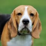 Jack Beagle 🐾 - @jackbeagledog - Instagram