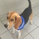 Jack Galtaroça - @__jackbeagle - Instagram