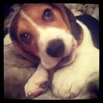 Jack Il Beagle - @jackilbeagle - Instagram