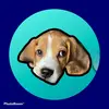 Jack J- The Beagle - @jackthehandsomebeagle - TikTok