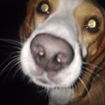 🐶Jack🐶 - @jack.beagle - Instagram
