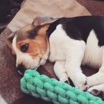 jack - @jack__beagle__ - Instagram