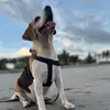 Jack - @jack_beagle3 - TikTok