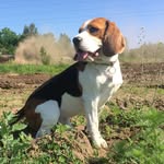 Jack - @jack_beagle_2014 - Instagram