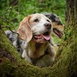 Ja©k - @jack_beagle - Instagram