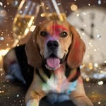 Jack - @jack_beagle_77 - Instagram
