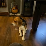 JACK🐾 - @jackbeagle - Instagram