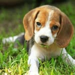 jack_love_beagle - @jack_love_beagle - Instagram