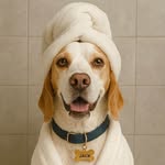 Jack, o Beagle - @ojackbeagle - Instagram