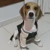 Jack o Beagle - @jack.o.beagle1 - TikTok