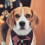 Jack Sampaio Almeida 🐶 - @jack._.o._.beagle - Instagram