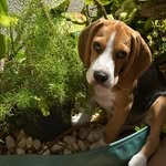 Jack Sparrow - O Beagle - @jackthepiratedog - Instagram
