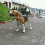 JACK THE BEAGLE - @jack_beagle98 - Instagram