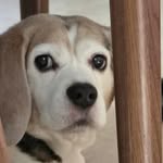 Jack the Beagle - @jackthebeagle.520 - Instagram