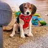 Jack the Beagle - @jack.the.beagle3 - TikTok